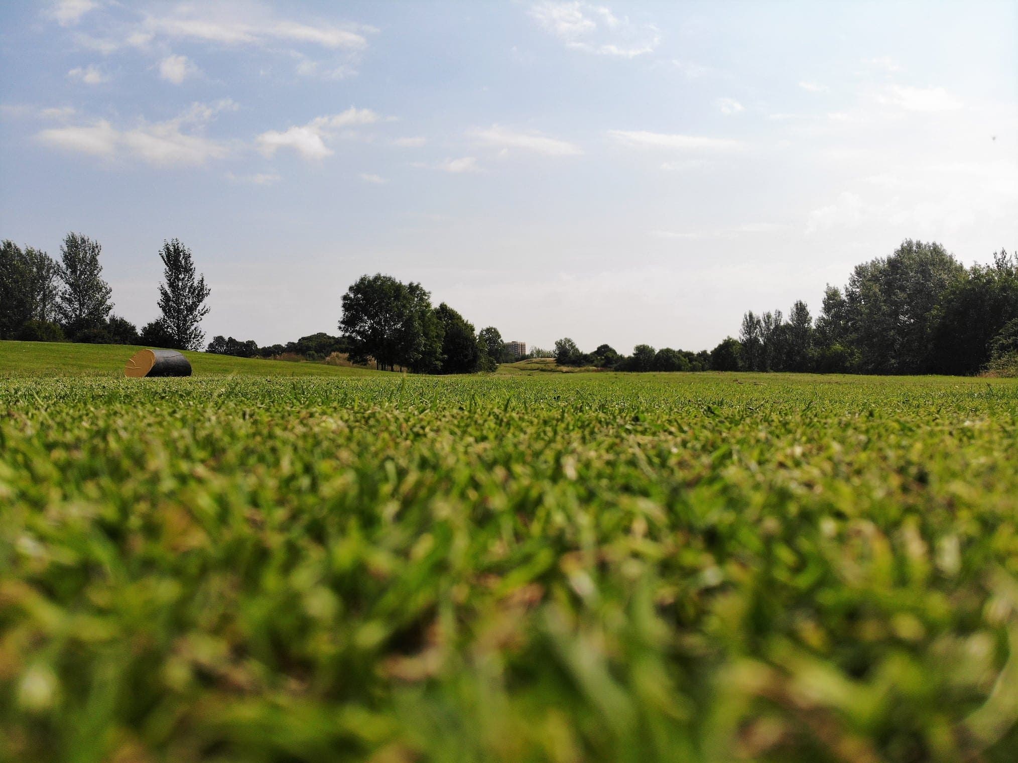 Close-up of freshly cut fairway grass at Risebridge